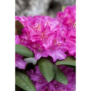 Rhododendron 'Catharine van Tol', 23 cm Topf