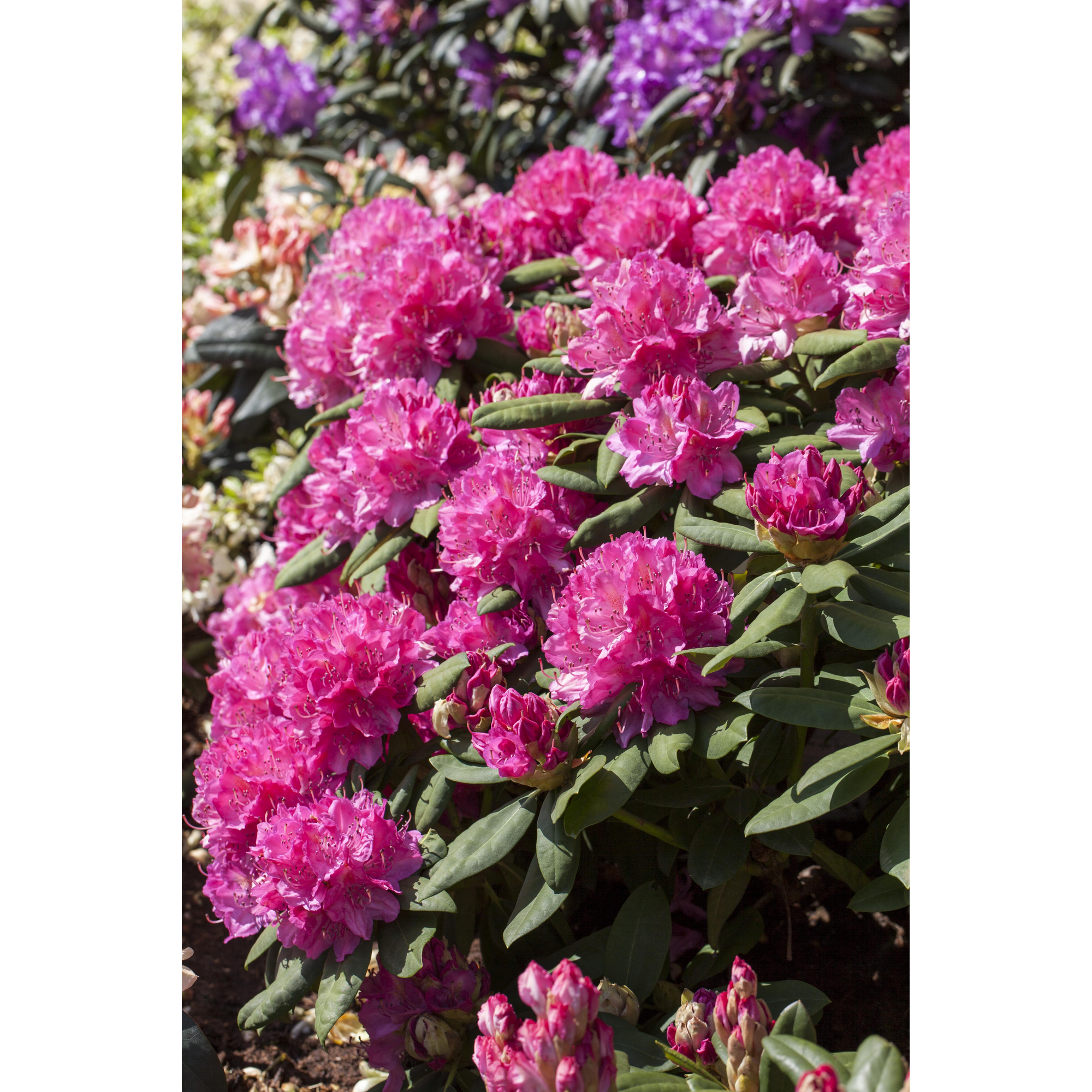 Rhododendron 'Catharine van Tol', 23 cm Topf + product picture