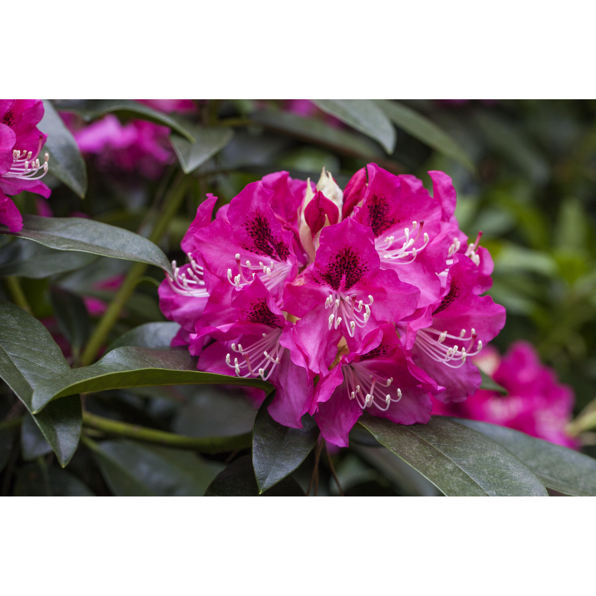 Rhododendron 'Constanze', 23 cm Topf + product picture