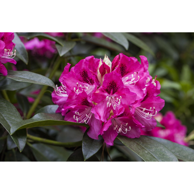 Bild von Rhododendron 'Constanze', 23 cm Topf