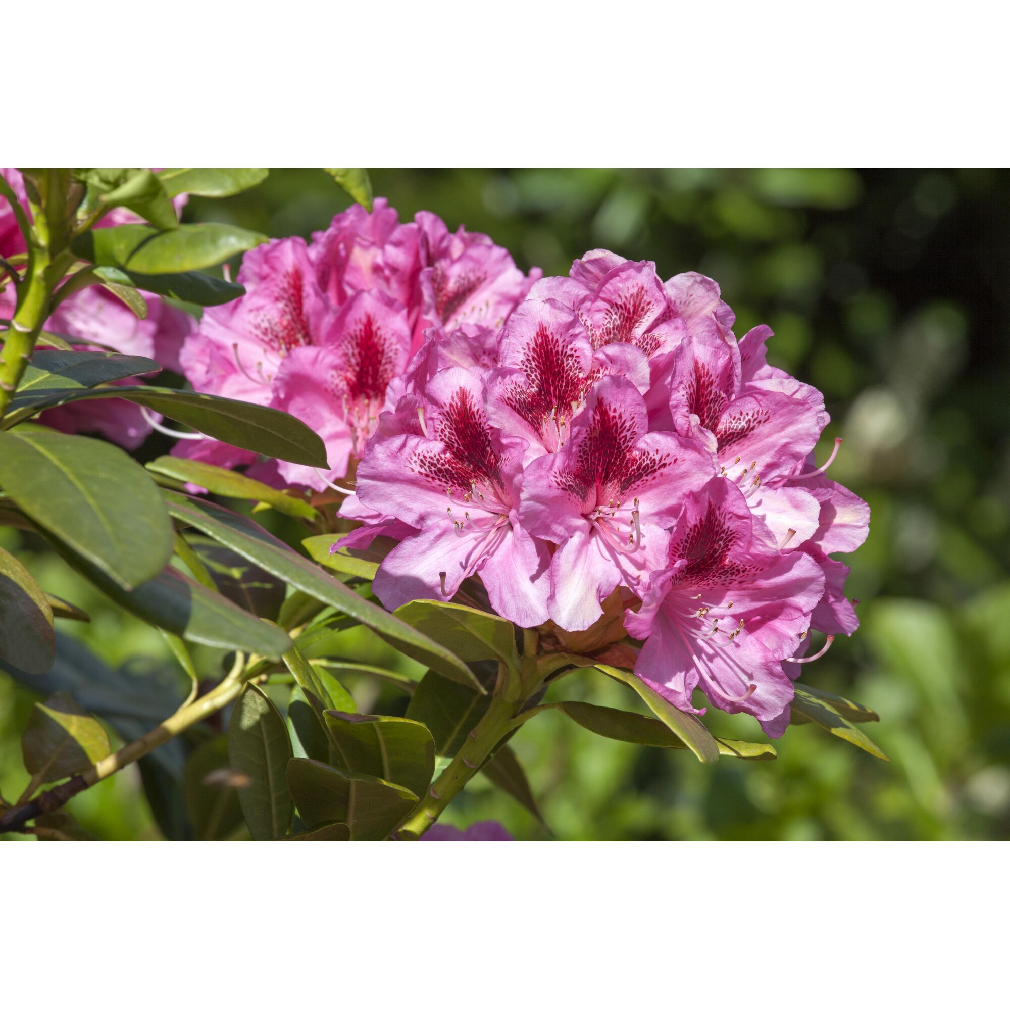 Nahaufnahme von rosa Rhododendronblüten