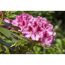 Verkleinertes Bild von Rhododendron 'Cosmopolitan', 23 cm Topf