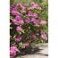 Rhododendron Hybride Alpenrose, rosa Blüten