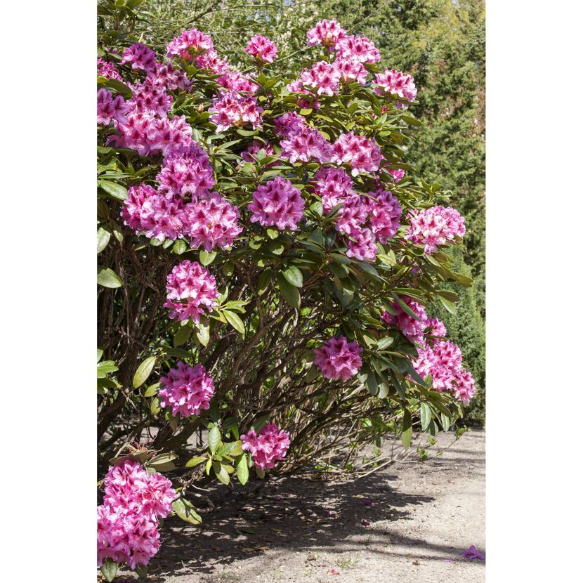 Rhododendron Hybride Alpenrose, rosa Blüten