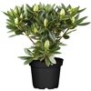 Rhododendron Hybride Alpenrose im Topf