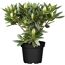 Rhododendron Hybride Alpenrose im Topf