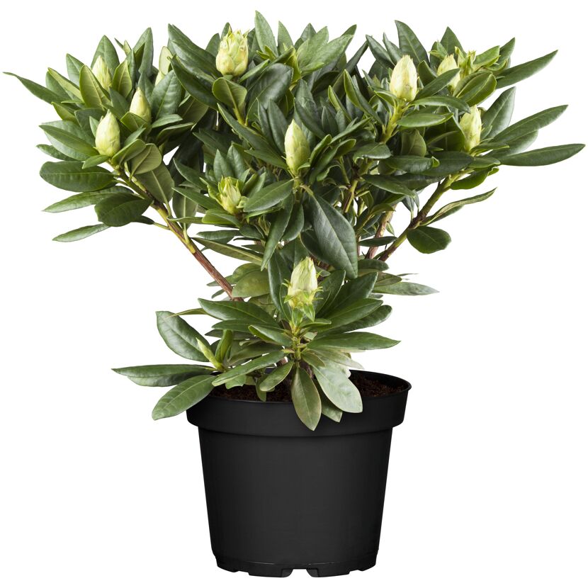 Rhododendron Hybride Alpenrose im Topf