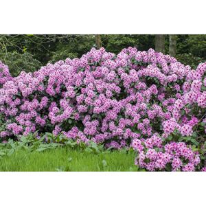 Rhododendron 'Diadem', 23 cm Topf