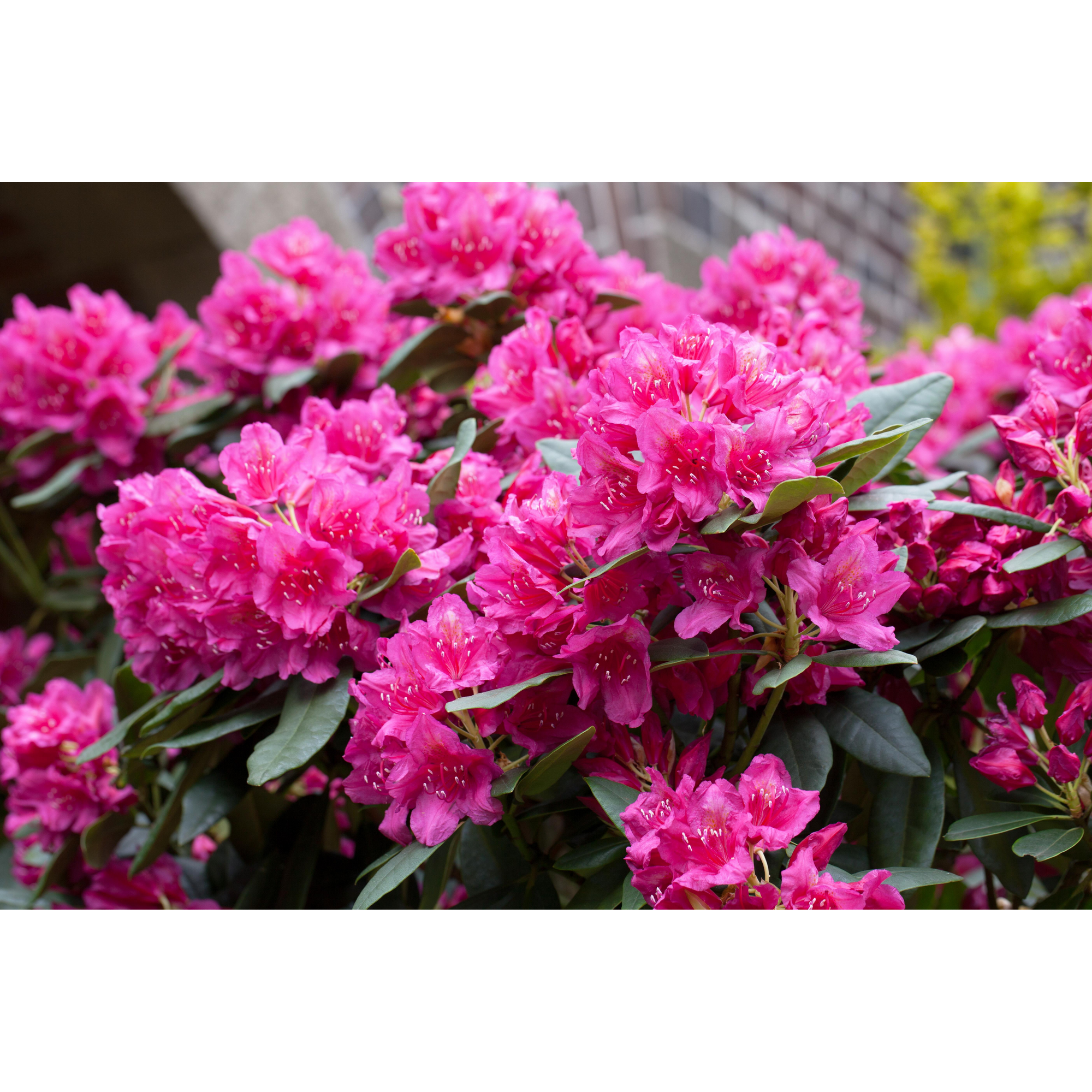 Rhododendron 'Dr. H.C. Dresselhuys', 23 cm Topf + product picture