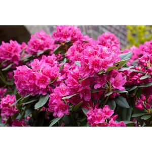 Rhododendron 'Dr. H.C. Dresselhuys', 23 cm Topf