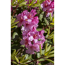 Verkleinertes Bild von Rhododendron 'Duke of York', 23 cm Topf