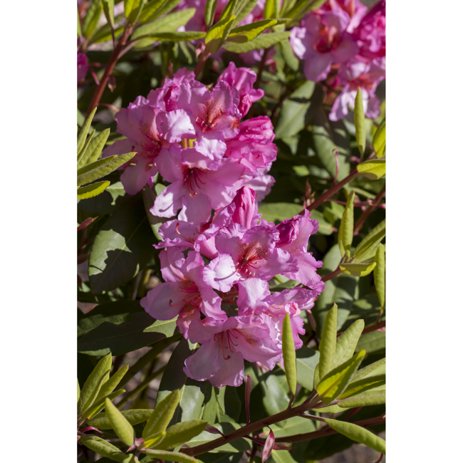 Bild von Rhododendron 'Duke of York', 23 cm Topf