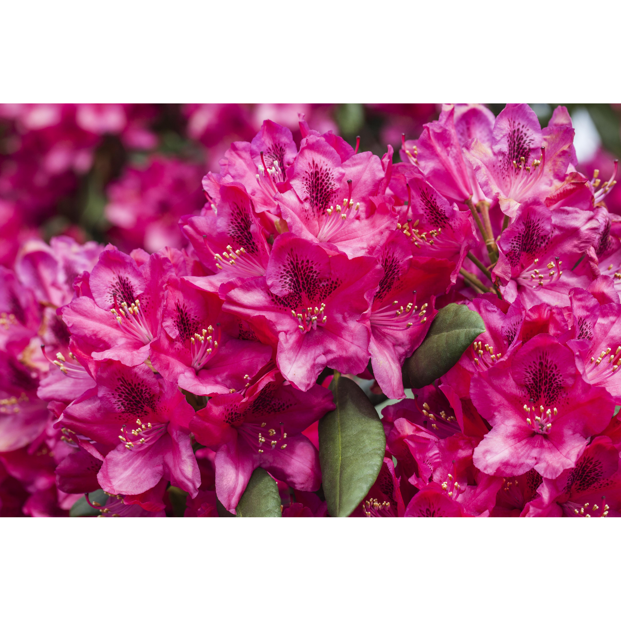 Rhododendron 'Erato®', 23 cm Topf + product picture