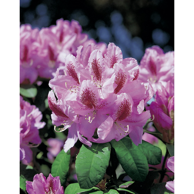 Bild von Rhododendron 'Furnivals Daughter', 23 cm Topf
