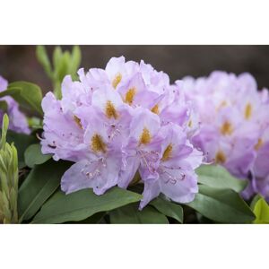 Rhododendron 'Genoveva', 23 cm Topf