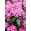 Nahaufnahme einer rosa Alpenrose