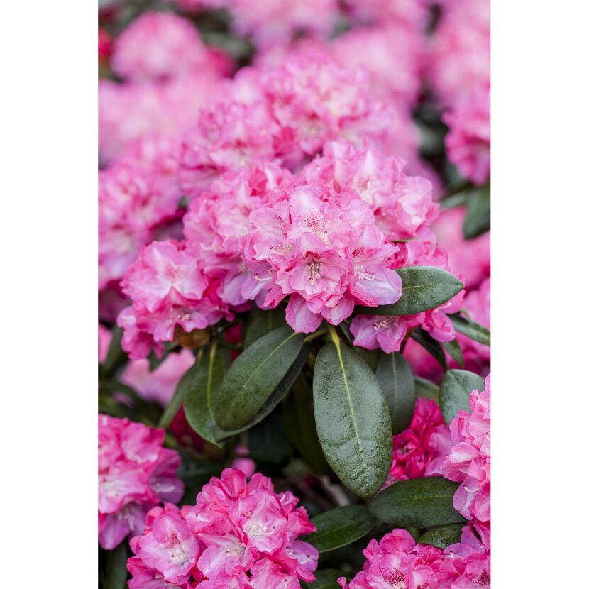 Nahaufnahme einer rosa Alpenrose