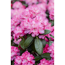 Verkleinertes Bild von Rhododendron 'Germania', 23 cm Topf