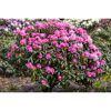 Rhododendron Hybride mit rosa Blüten