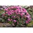 Rhododendron Hybride mit rosa Blüten