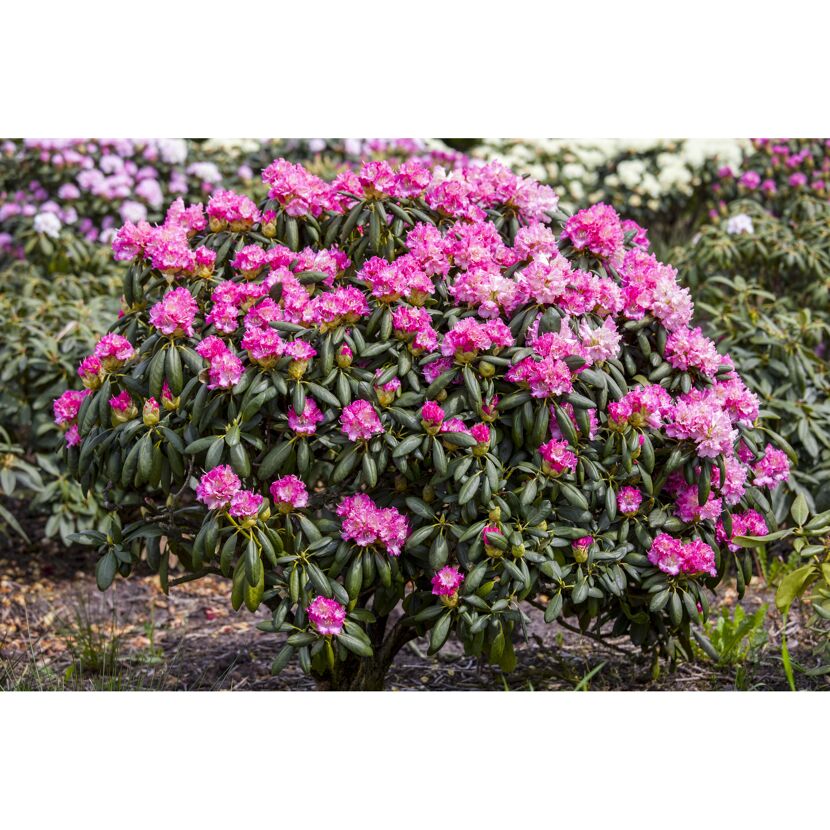 Rhododendron Hybride mit rosa Blüten
