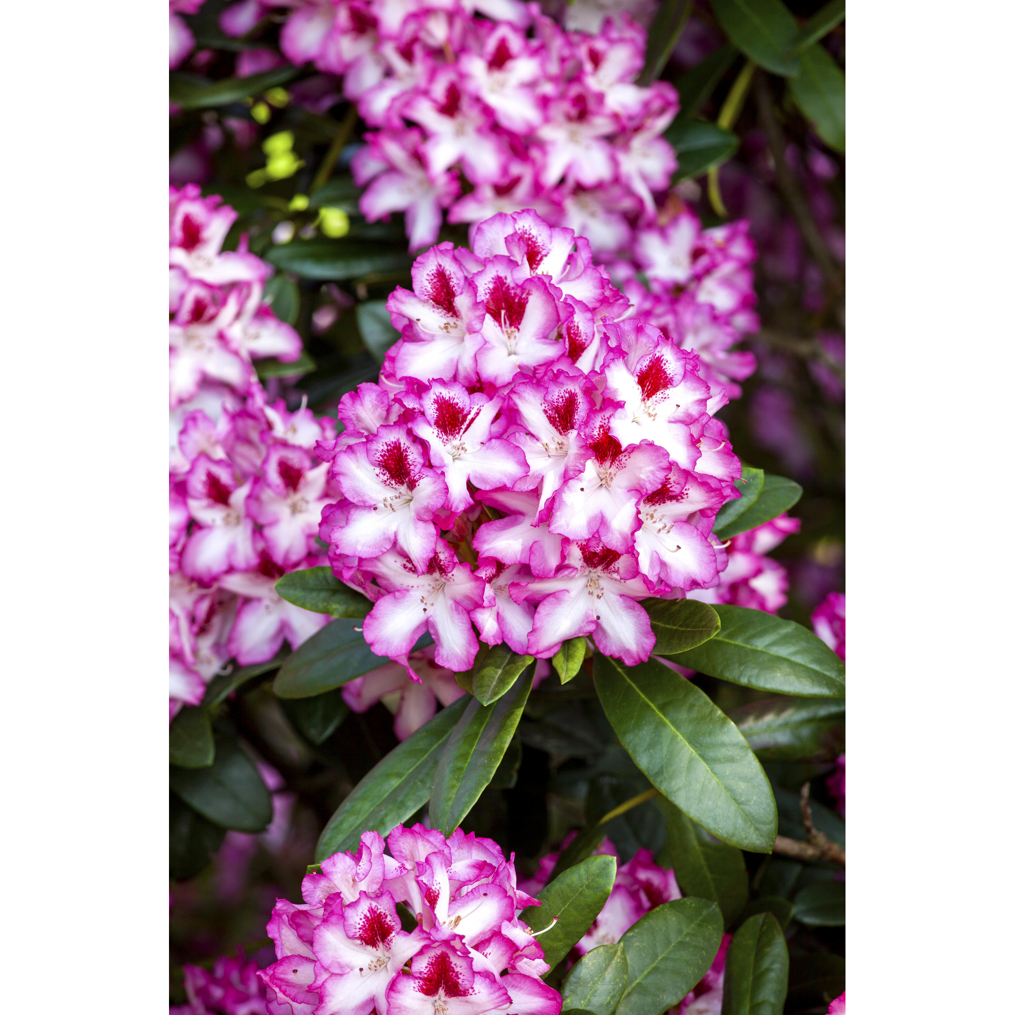 Rhododendron 'Hachmanns Charmant®', 23 cm Topf + product picture