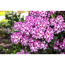 Verkleinertes Bild von Rhododendron 'Hachmanns Charmant®', 23 cm Topf