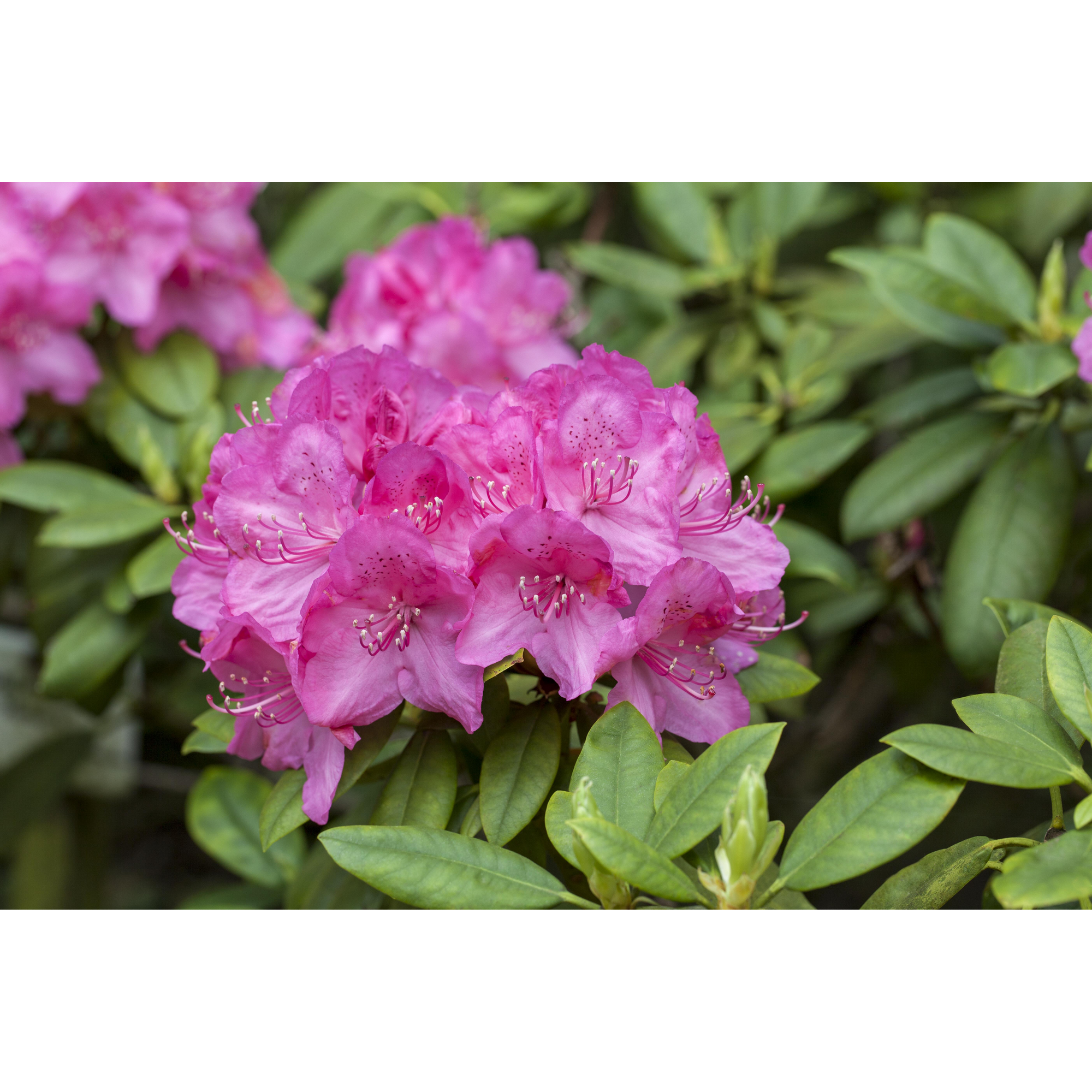 Rhododendron 'Homer', 23 cm Topf + product picture