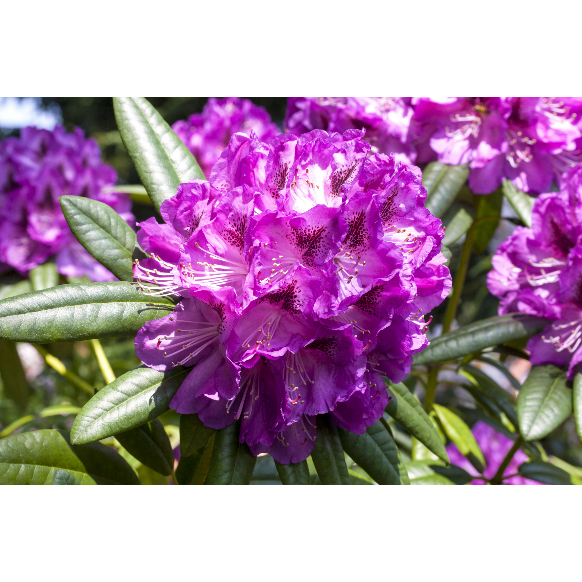 Rhododendron 'Kabarett®', 23 cm Topf + product picture