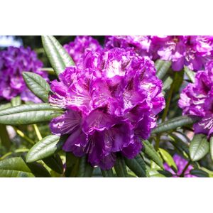 Rhododendron 'Kabarett®', 23 cm Topf