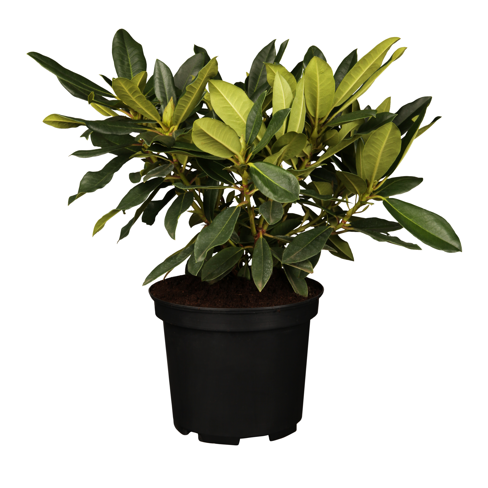 Rhododendron 'Kabarett®', 23 cm Topf + product picture