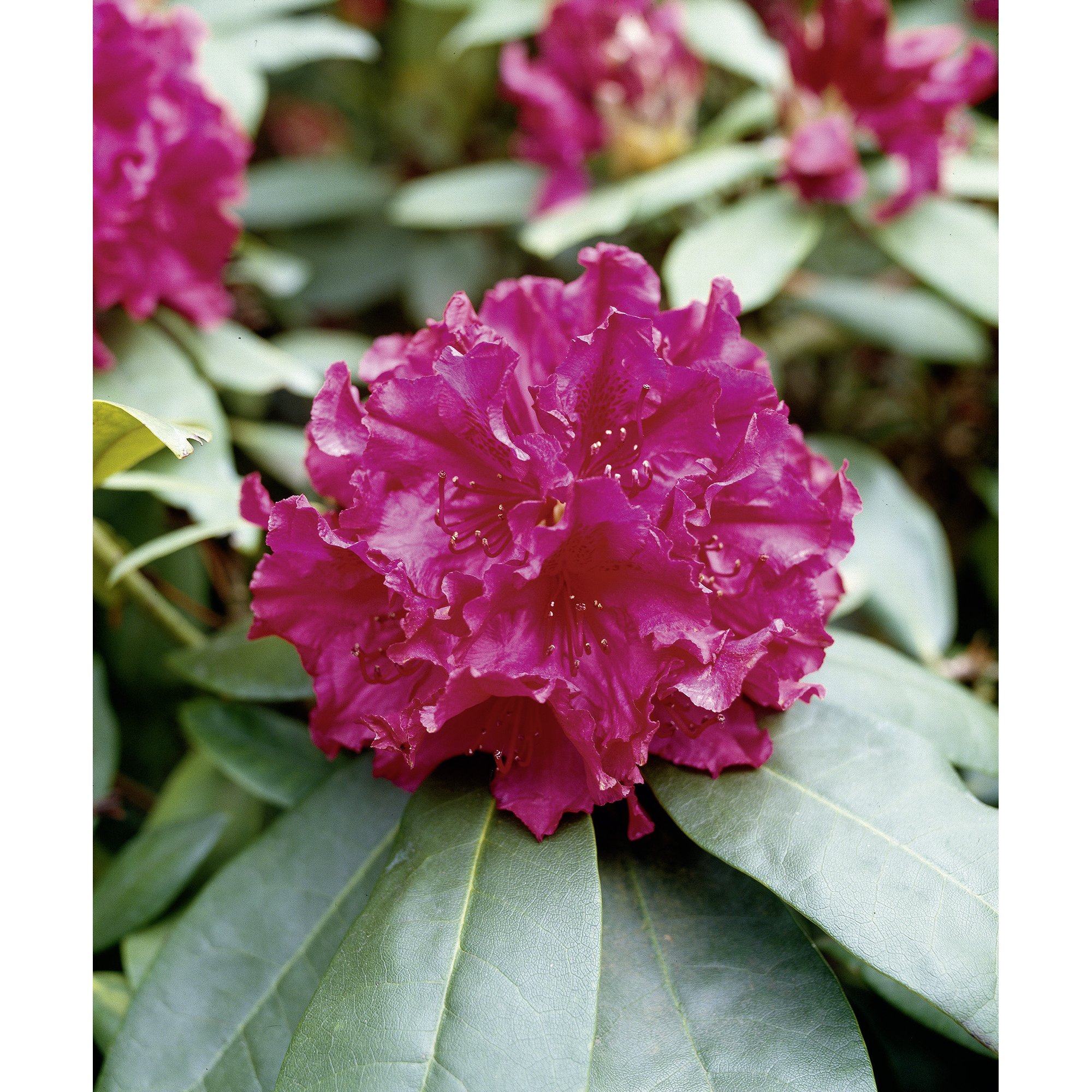 Rhododendron 'Mrs.P.den Ouden', 23 cm Topf + product picture