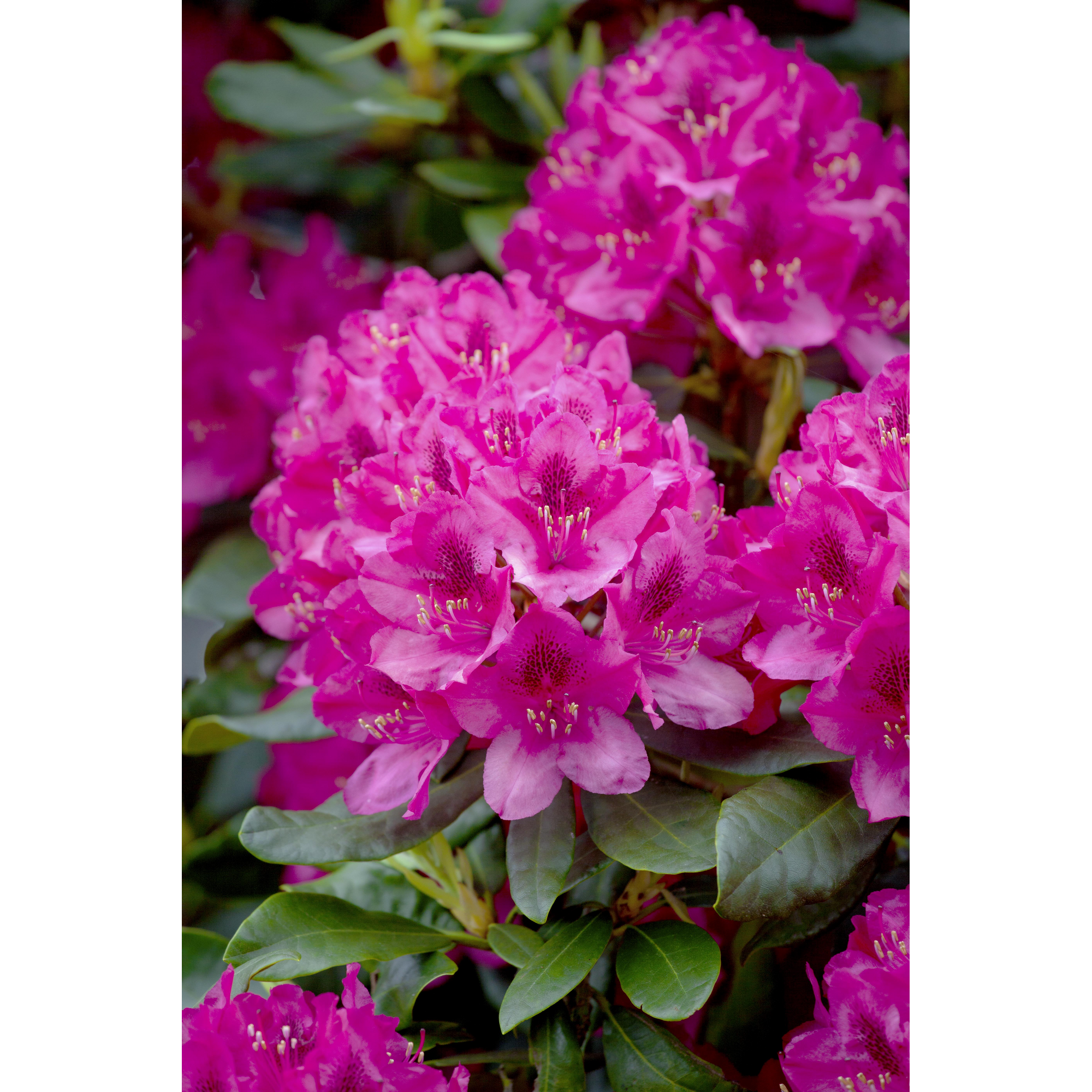 Rhododendron 'Nova Zembla', 23 cm Topf + product picture