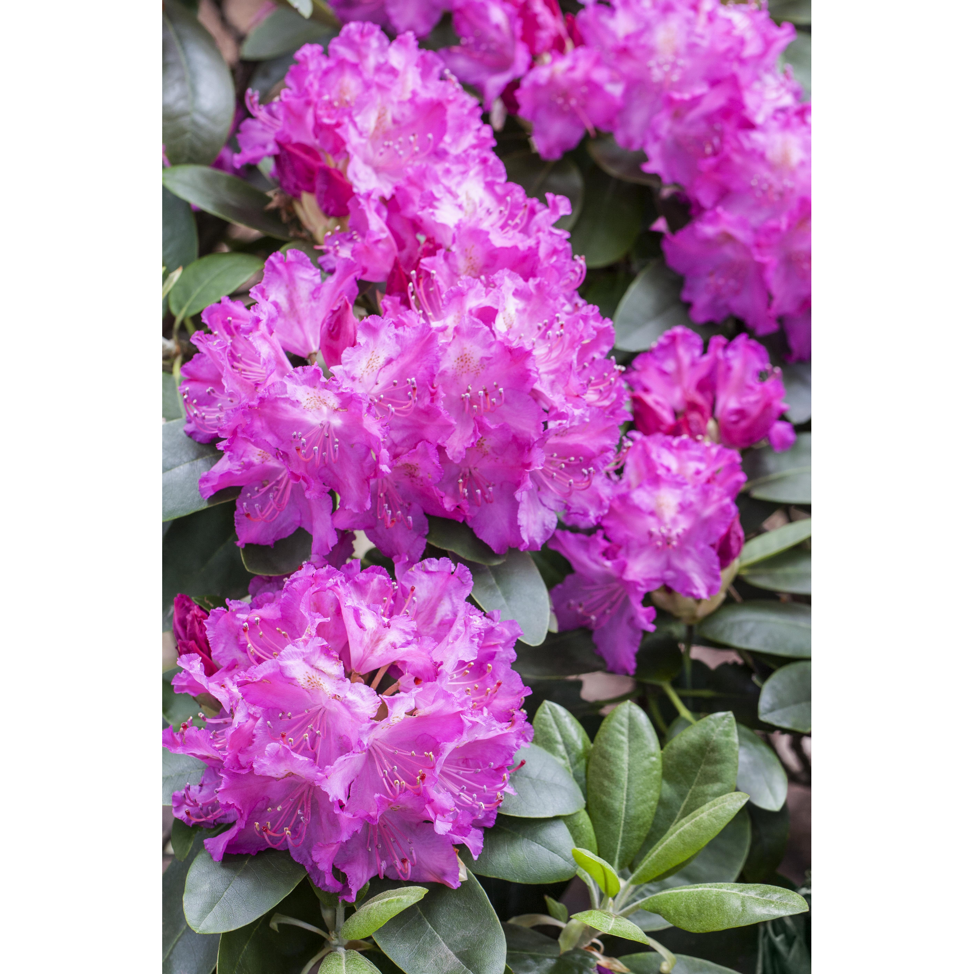 Rhododendron 'Omega', 23 cm Topf + product picture