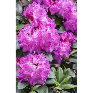 Rhododendron 'Omega', 23 cm Topf