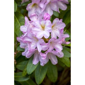 Rhododendron 'Paola', 23 cm Topf