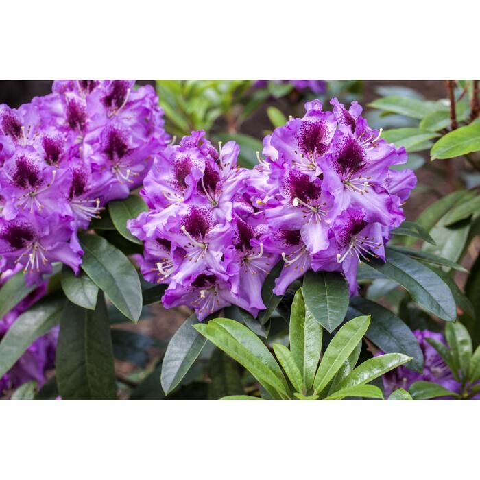Rhododendron 'Pfauenauge®', 23 cm Topf
