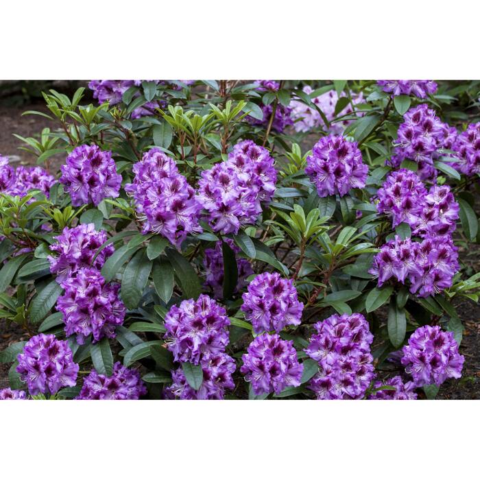 Rhododendron 'Pfauenauge®', 23 cm Topf