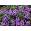 Verkleinertes Bild von Rhododendron 'Pfauenauge®', 23 cm Topf