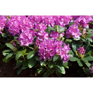 Rhododendron 'Pink Purple Dream®', 23 cm Topf