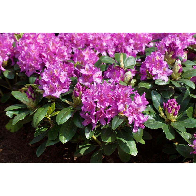 Lila Rhododendronblüten