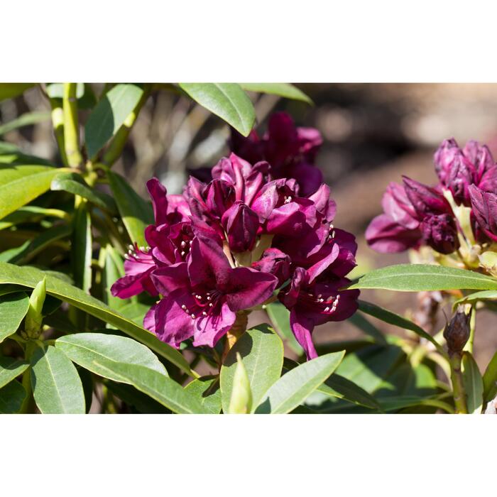 Rhododendron 'Polarnacht', 23 cm Topf
