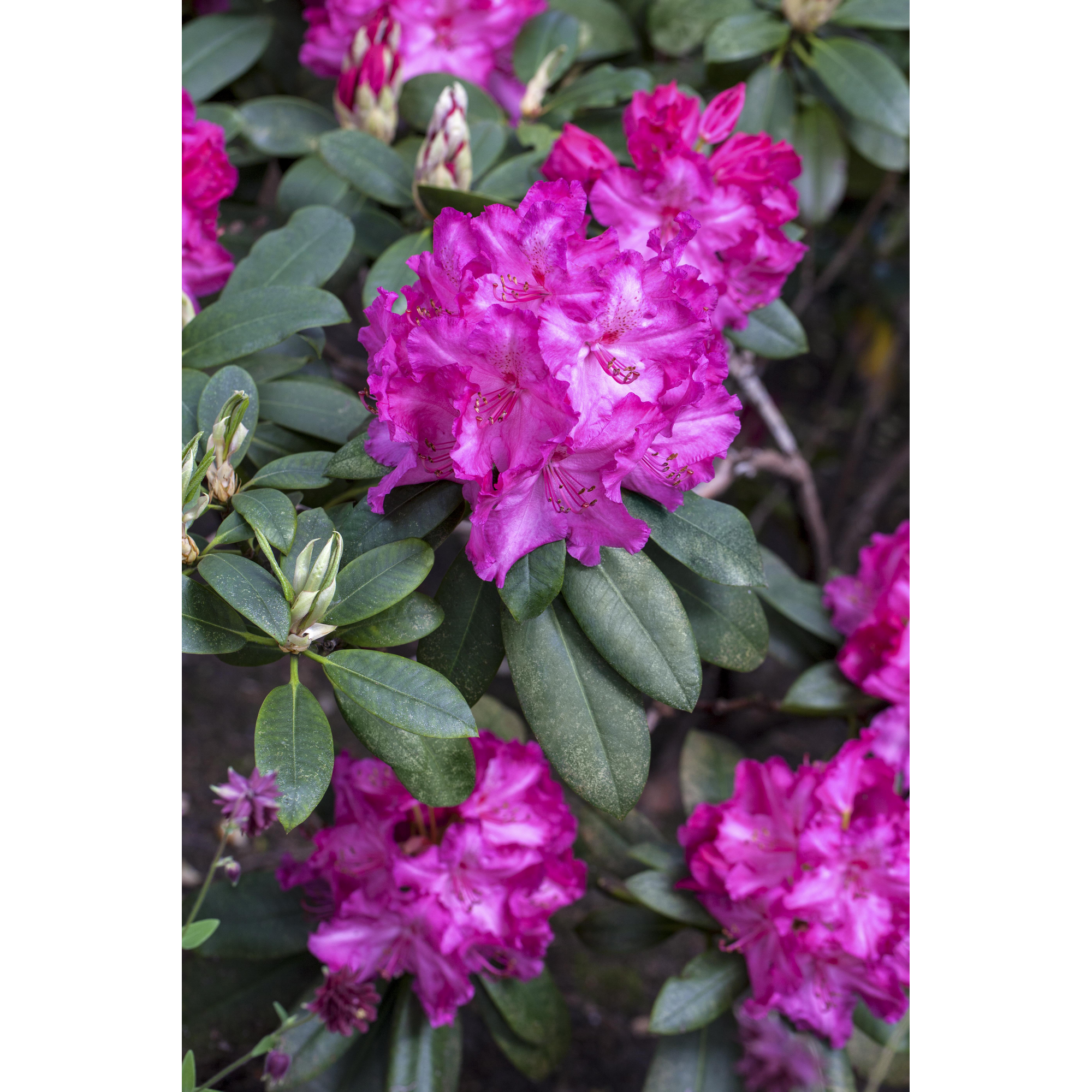 Rhododendron 'Walküre®', 23 cm Topf + product picture