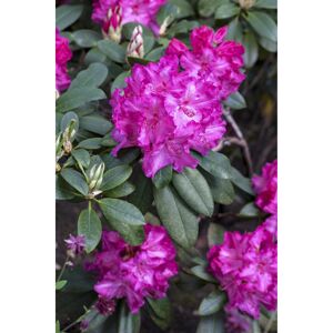 Rhododendron 'Walküre®', 23 cm Topf
