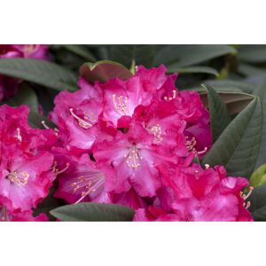 Rhododendron 'Berliner Liebe', 23 cm Topf