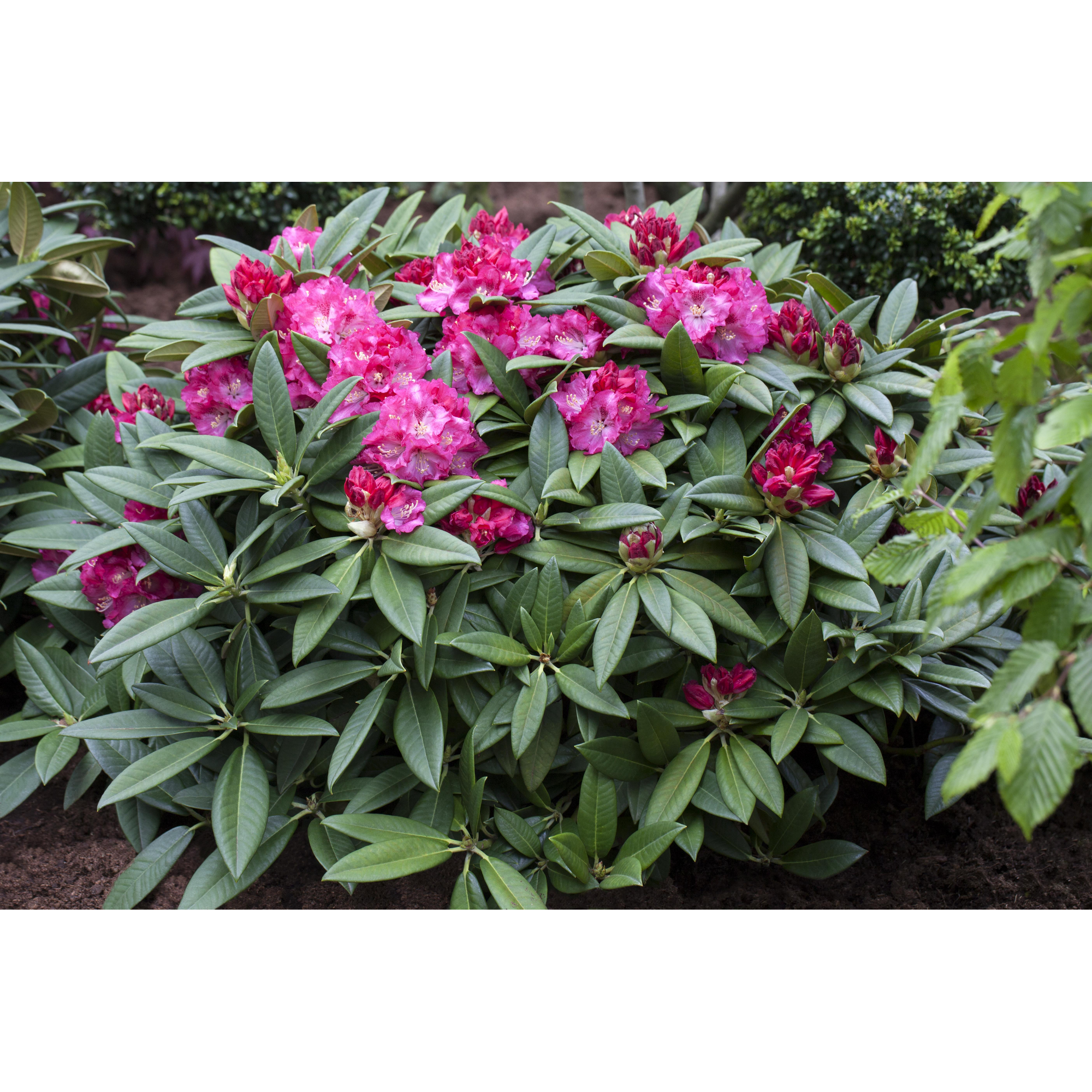 Rhododendron 'Berliner Liebe', 23 cm Topf + product picture