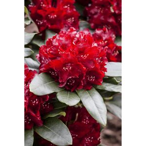 Rhododendron 'Cherry Kiss®', 23 cm Topf