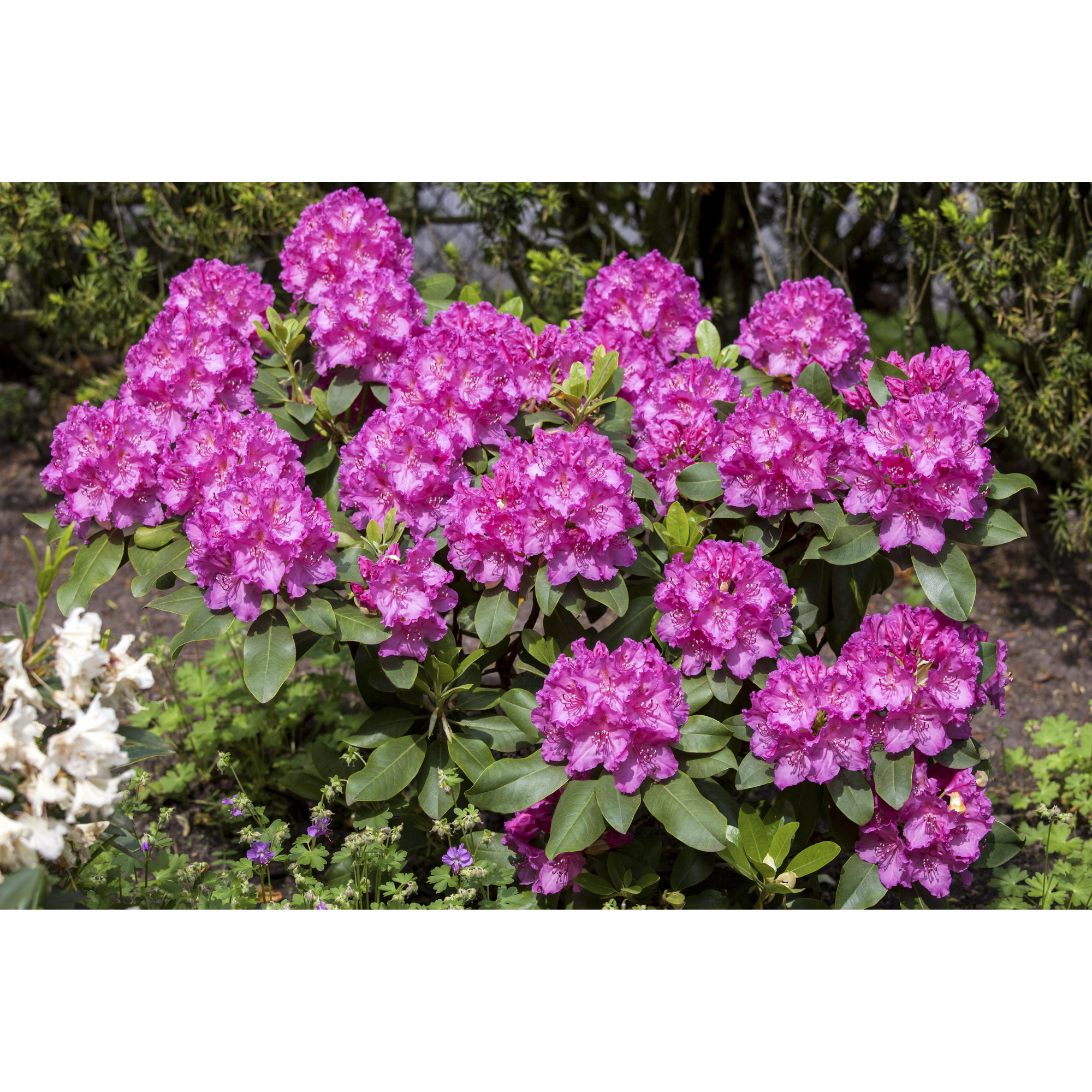 Rhododendron 'Claudine', 23 cm Topf + product picture