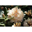 Verkleinertes Bild von Rhododendron 'Goldbukett', 23 cm Topf