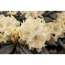 Verkleinertes Bild von Rhododendron 'Goldbukett', 23 cm Topf